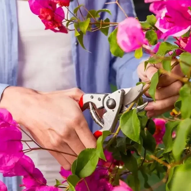 Felco 14 Small Ergonimic Secateur 4 Felco 14 Small Ergonimic Secateur - Image 3