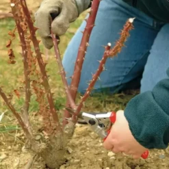 Felco SECOND - 10 Professional Left-Handed Pruning Shear -Swiss Supplies Store 162184145760582383 11